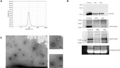 Aberrant Expression of Circulating MicroRNA Leads to the Dysregulation of Alpha-Synuclein and Other Pathogenic Genes in Parkinson’s Disease